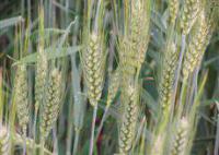 Семена озимой австрийской пшеницы – сорт Мидас, 1 репродукция