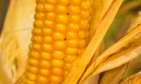 Семена кукурузы Вн 63