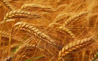Пшениця озимая Богдана (элита)