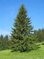 Ель обыкновенная "Picea abies".