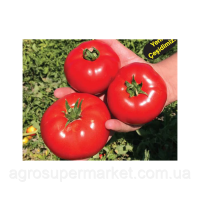 Cabbar F1 (Джаббар) Новий гібрид червоного низькорослого томату 500 семян.BT tohum
