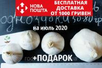 Рокамболь испанский однозубки 50-80 грамм(10 штук) (слоновий чеснок семена) лук-чеснок, насіння часнику