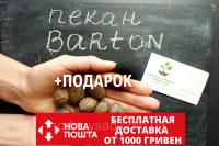 Пекан (10 штук) сорт "Barton"(ранний)семена орех кария для саженцев (насіння на саджанці) Carya illinoinensis