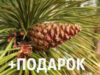 Сосна чёрная австрийская семена (50 шт) (Pinus nigra) для выращивания саженцев + подарок