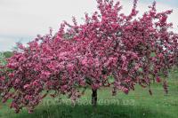 Яблоня Недзвецкого семена (10 шт) (лат. Malus niedzwetzkyana)