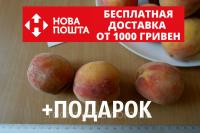 Персик ранний(июль) семена (10 штук) насіння, косточка,семечка для выращивания саженцев + инструкция