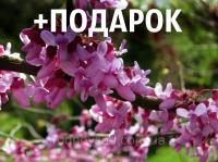 Церцис канадский семена 10 шт (багрянник, Cercis canadensis) для саженцев + инструкции + подарок