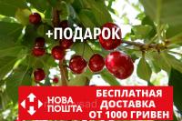 Вишня Чернокорка семена (20 штук) для саженцев