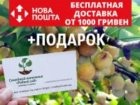 Гинкго билоба семена 10 шт (гинко, гинго) для саженцев Ginkgo biloba + инструкции + подарок