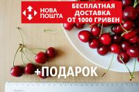 Черешня красная Валерий Чкалов семена (20 штук)