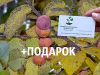 Хурма виргинская американская семена (10 штук) -35°C Diospyros virginiana для саженцев + инструкции + подарок