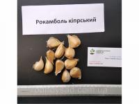 Рокамболь кипрский зубки 5-10 грамм (10 штук) (слоновий чеснок семена) гигантский лук-чеснок