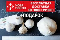 Рокамболь испанский однозубки 20-30 грамм(10 штук) (слоновий чеснок семена) лук-чеснок, насіння часнику