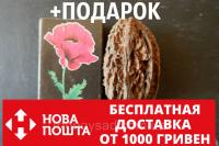 Орех серый семена (10 штук) для саженцев, Júglans cinérea горіх сірий насіння (родственник грецкого)