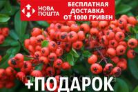 Пираканта ярко-красная семена (20 шт) Pyracantha coccinea для выращивания саженцев +подарок