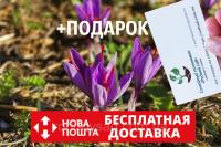 Шафран посевной луковицы 20 штук (шафрановый крокус семена) Crocus sativus + инструкция + подарок