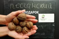 Орех грецкий "Песчанский" семена 10 шт для саженцев насіння волоський горіх на саджанці