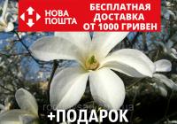 Магнолия кобус семена 10 шт (Magnolia kobus) для саженцев + инструкции + подарок