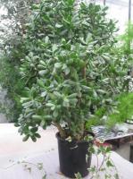 Денежное дерево Crassulaceae DC
