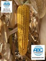 РУНИ ФАО 320 семена кукурузы, урожайность 120 ц/га, влага 14-15%, засуха 9 баллов