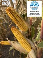 Семена кукурузы Андрес ФАО 350 аналог ВН 6763 урожайность 130 ц/га, устойчив к жаре, влага 15-16%