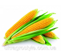 Солонянский 298 СВ ФАО 310 Семена кукурузы