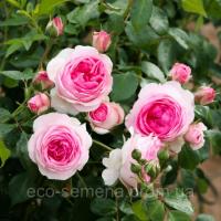 Роза Плетистая Иден Роуз (Eden Rose) розовая 3,5 м