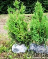 Саженцы Туя «Брабант» (Thuja occidentalis «Brabant») 90-100 см