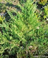 Саженцы Можжевельника казацкий (Juniperus sabina) 80-100 см