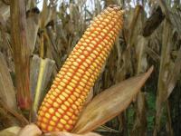 Гибрид кукурузы ВН 6763 (ВНИС)