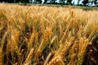 Озимая пшеница ОЗЕРНА (суперелита) от оригинатора