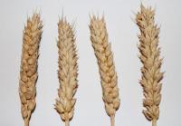 Озимая пшеница Шаховка (суперэлита) от оригинатора Новинка