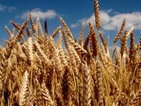 Озимая пшеница Шестизёрная (суперэлита) от оригинатора Новинка