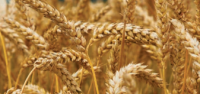 Семена озимой пшеницы Феликс, мягкая