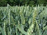 Семена пшеницы Октава Одесская (Элита)