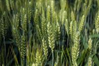 Семена пшеницы Октава Одесская (1 Репродукция)