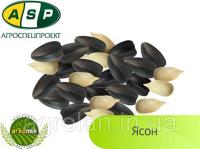 Семена подсолнечника Ясон (вегетация 108 дн) Агроспецпроект, технология Классическая