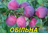 Саженцы Алычи "Обильная"