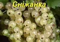 Белая смородина "Снежанка" (ЗКС)