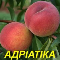 Саженцы персика "Адриатика"