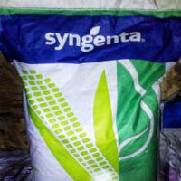 Семена кукурузы Syngenta НК Фалькон ФАО 220 посевной гибрид кукурудзы Сингента НК Фалькон