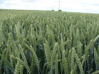 Озима пшениця Дарунок Поділля СН-1 - 8-10 т/га./ Семена Озимой пшеници Дарунок Подилля