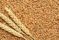 Пшеница озимая Фортеця