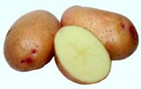 Семенной картофель Тирас