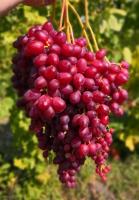 Саженцы винограда Велес кишмиш, очень раннего срока созревания