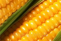 Семена кукурузы Кремень 200. ФАО 210