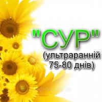 Семена подсолнечника СУР. Ранний подсолнечник - вегетация 75 дней. Экстра фракция