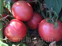 Семена томата Пинк Сейф F1, 500 шт, розового, детерминантного