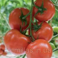 Семена томата Беллавиза F1 (Bellavisa F1), 1000 шт., красного индетерминантного (высокорослого)