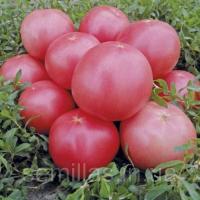 Семена томата Пинк Свитнес F1 (Pink Sweetness F1), 500 шт., розового детерминантного